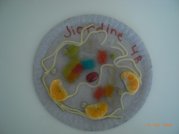 Model Cell - using fruits and jelly - Grade 4