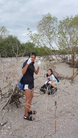 Mangrove Cleaning