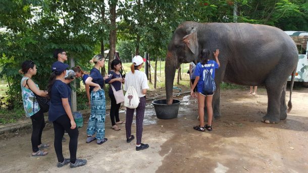 Elephant sanctuary